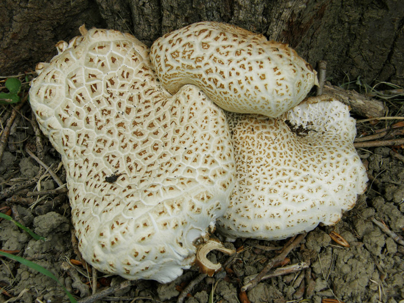 identificazione2 (Agrocybe parasitica)