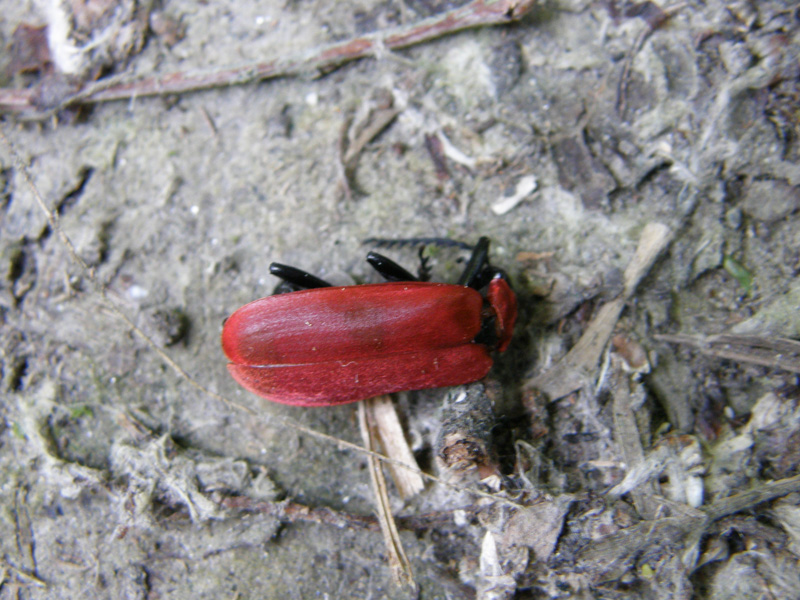 Pyrochroa sp. (larva e adulto)