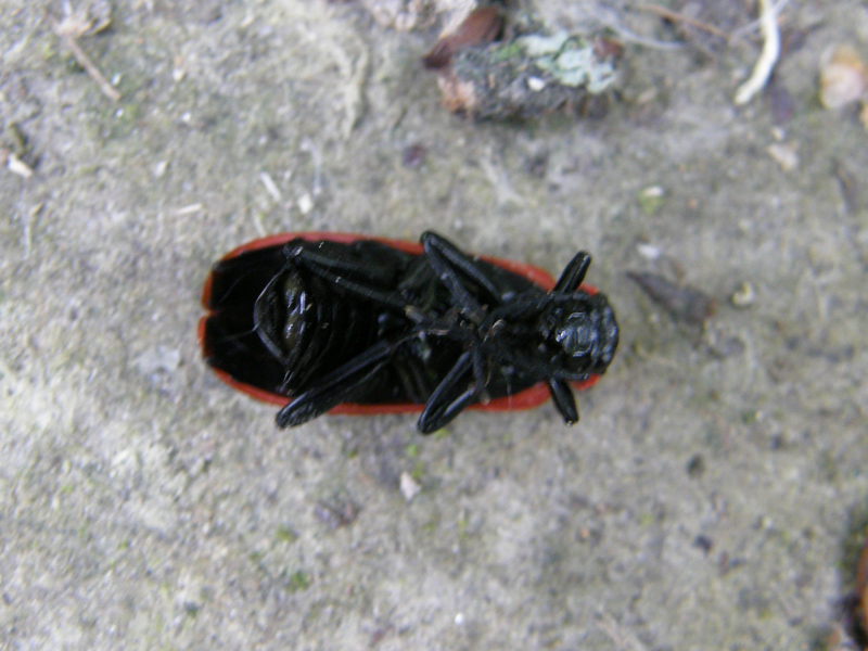 Pyrochroa sp. (larva e adulto)
