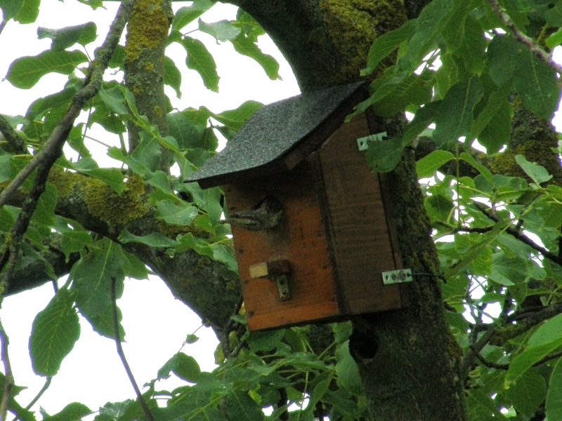 Avifauna humor