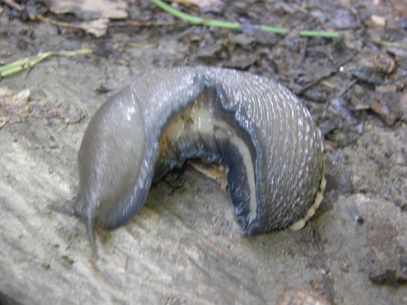 Limax aldrovandi Moquin-Tandon 1855 da parco Talon (BO)