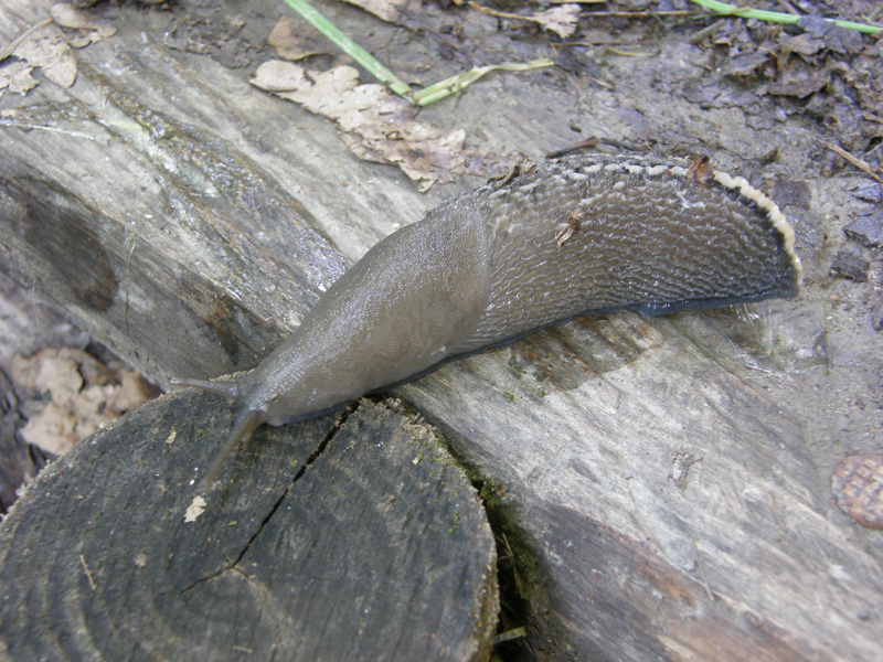 Limax aldrovandi Moquin-Tandon 1855 da parco Talon (BO)