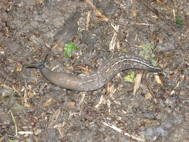 Limax aldrovandi Moquin-Tandon 1855 da parco Talon (BO)