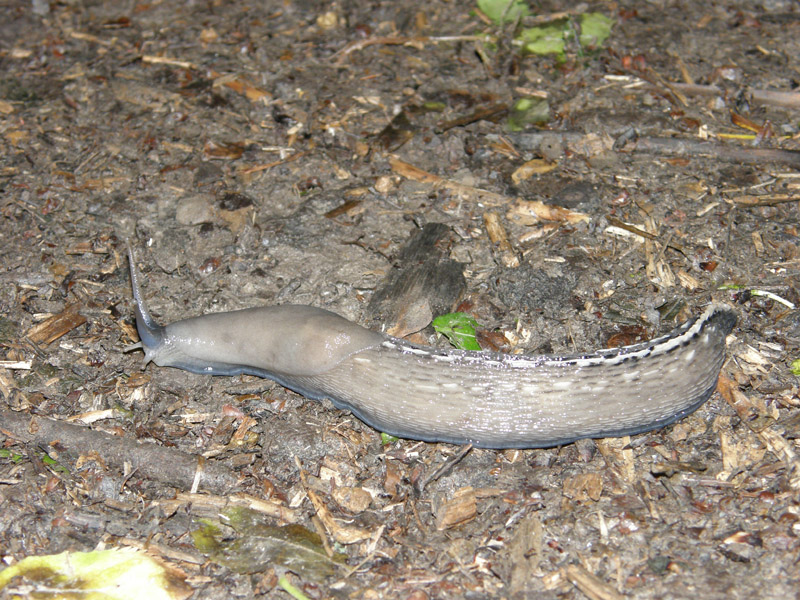 Limax aldrovandi Moquin-Tandon 1855 da parco Talon (BO)