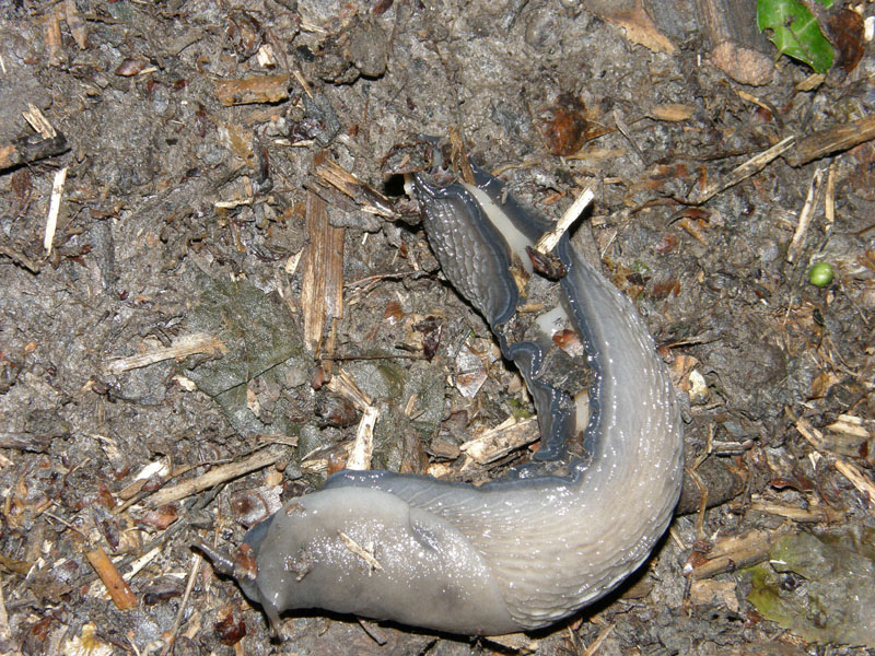 Limax aldrovandi Moquin-Tandon 1855 da parco Talon (BO)