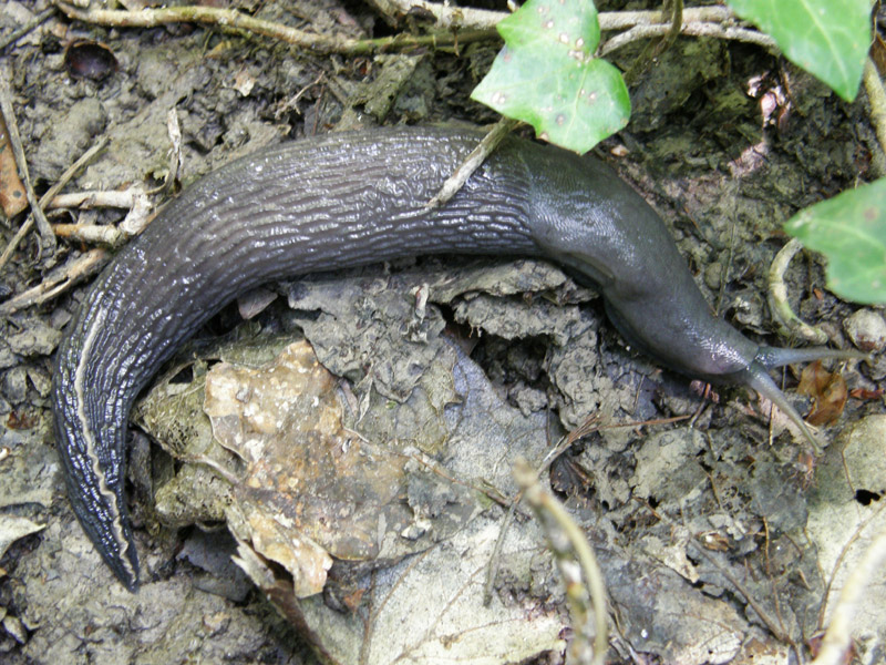 Limax aldrovandi Moquin-Tandon 1855 da parco Talon (BO)