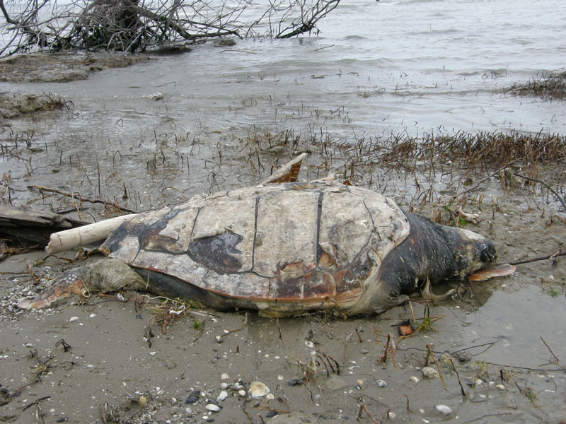 Strano osso spiaggiato