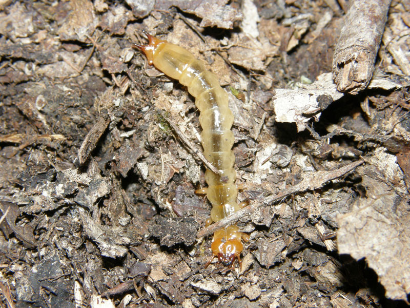 Pyrochroa sp. (larva e adulto)