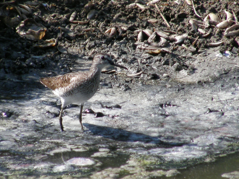 Piro piro boschereccio