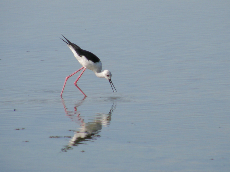 un giro alle saline di Comacchio...
