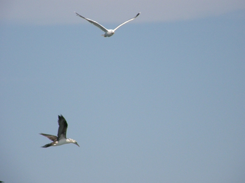 altra identificazione!