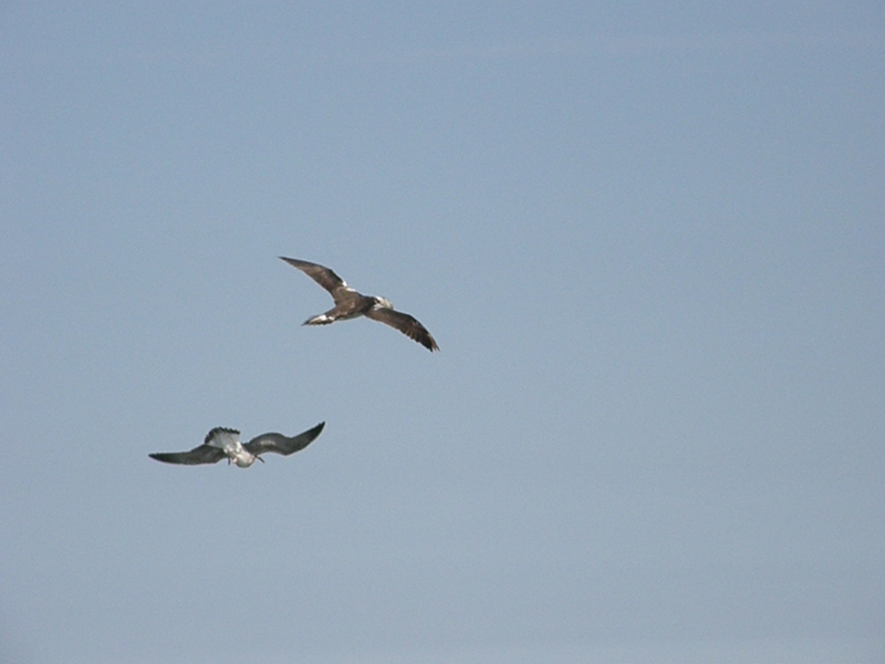 altra identificazione!