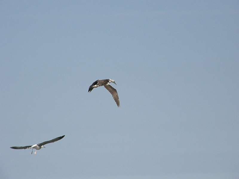 altra identificazione!