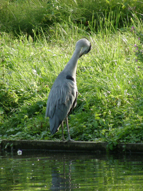 Avifauna humor