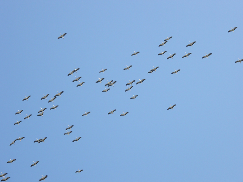 Avifauna humor