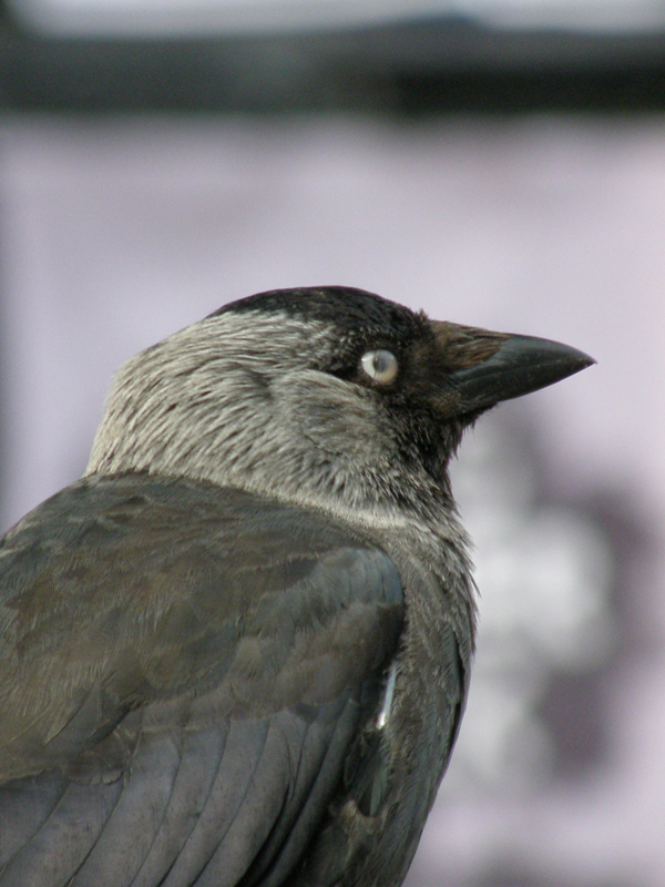 Avifauna humor