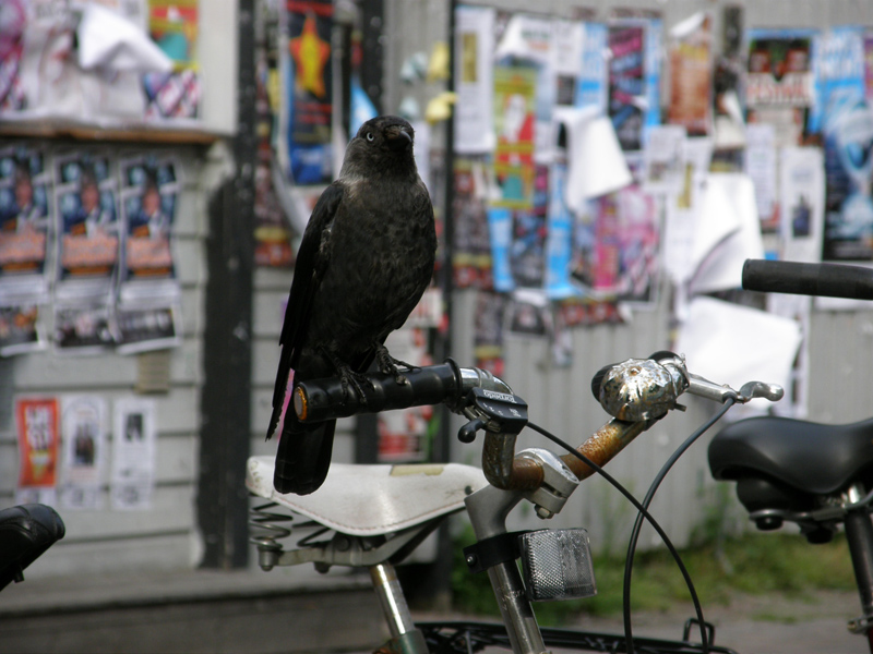 Avifauna humor