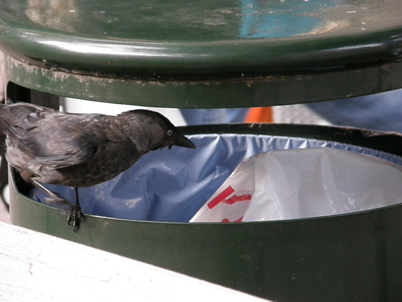 Avifauna humor