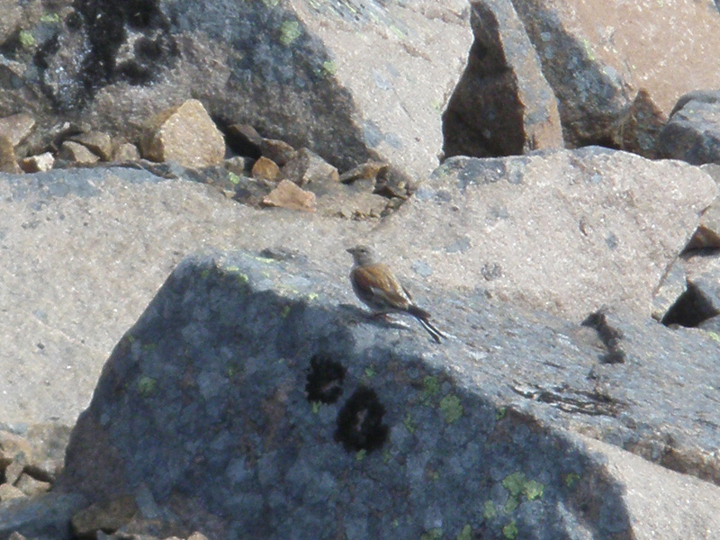 Fanello-Carduelis cannabina (foto indecenti)