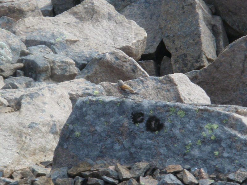 Fanello-Carduelis cannabina (foto indecenti)