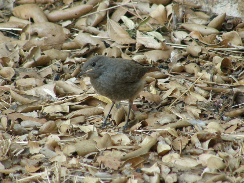 Avifauna humor