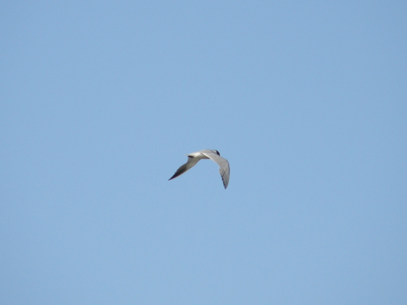 Sterna maggiore (Hydroprogne caspia)