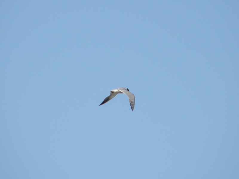 Sterna maggiore (Hydroprogne caspia)