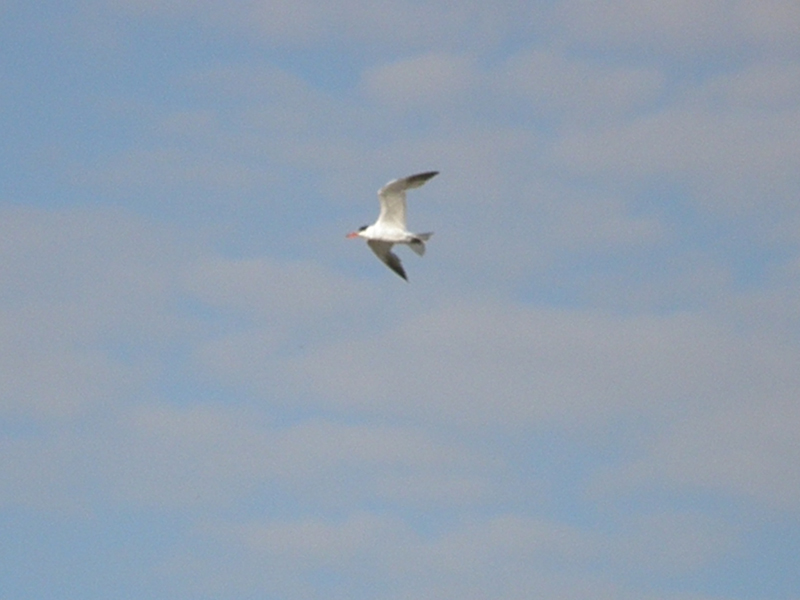 Sterna maggiore (Hydroprogne caspia)