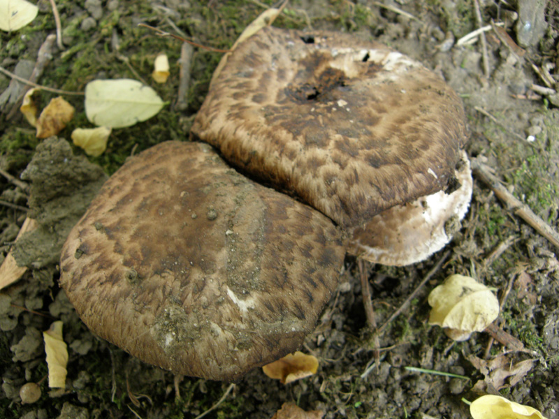 identificazione4