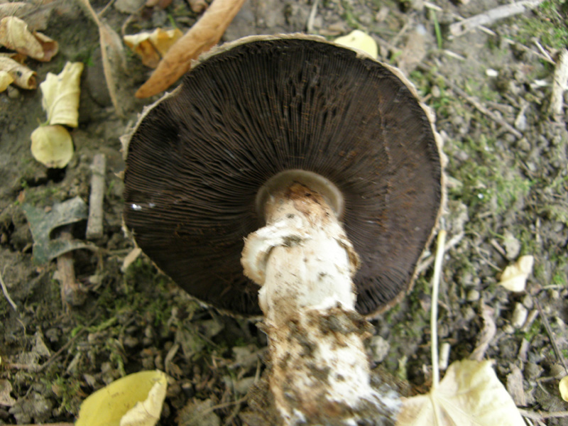 identificazione4