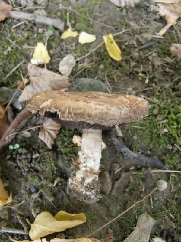 identificazione4
