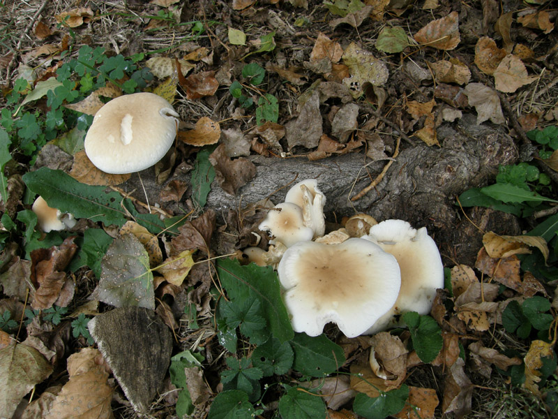 identificazione2 (Agrocybe parasitica)