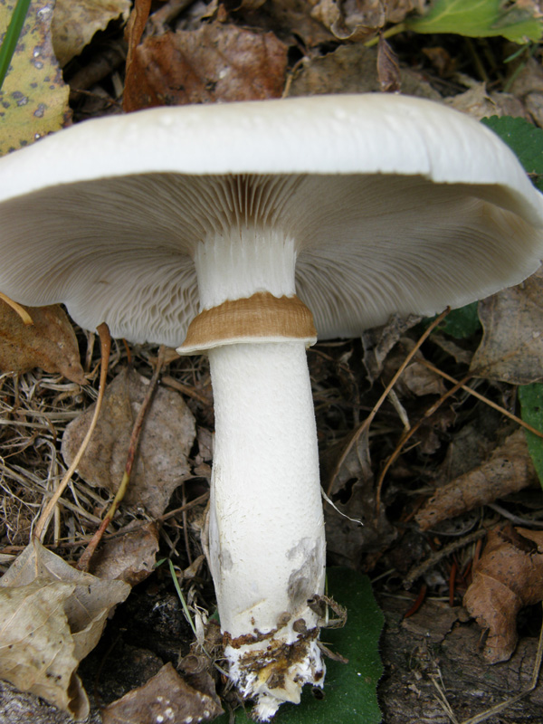 identificazione2 (Agrocybe parasitica)