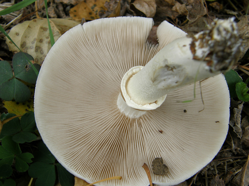 identificazione2 (Agrocybe parasitica)