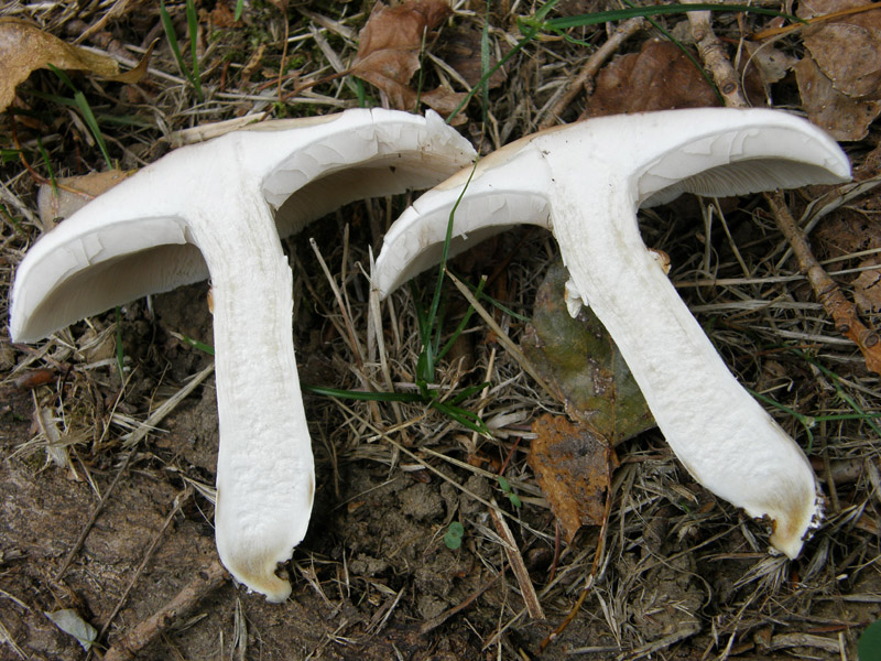 identificazione2 (Agrocybe parasitica)