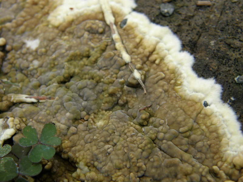 identificazione10 (Coniophora puteana)