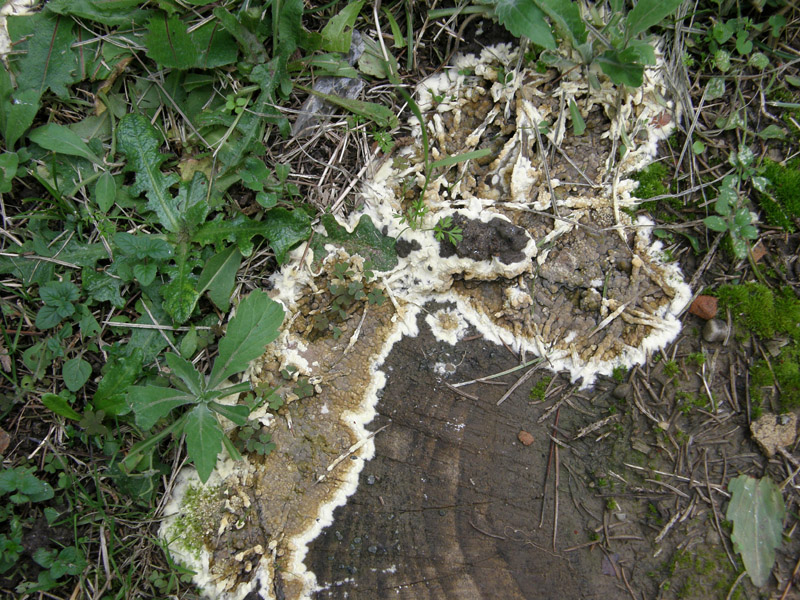 identificazione10 (Coniophora puteana)