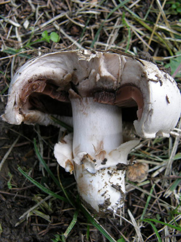 identificazione7