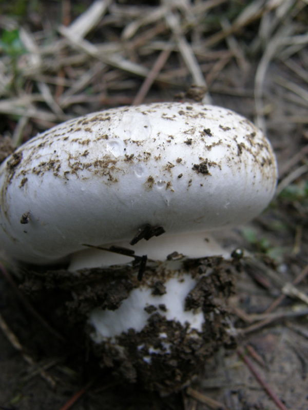 identificazione7