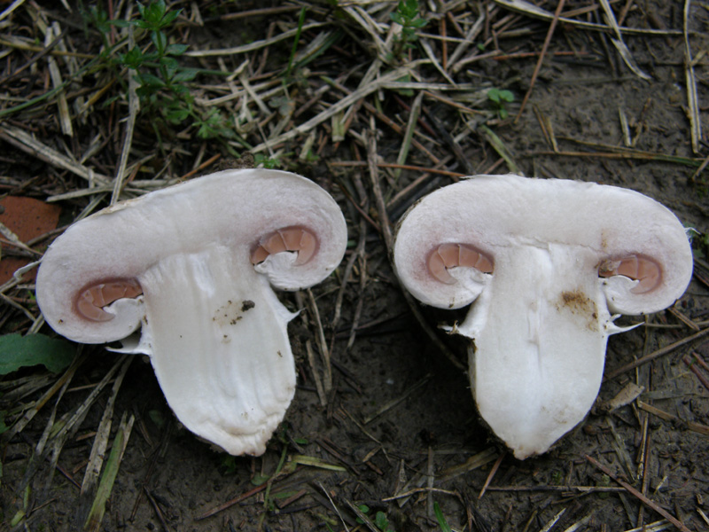 identificazione7