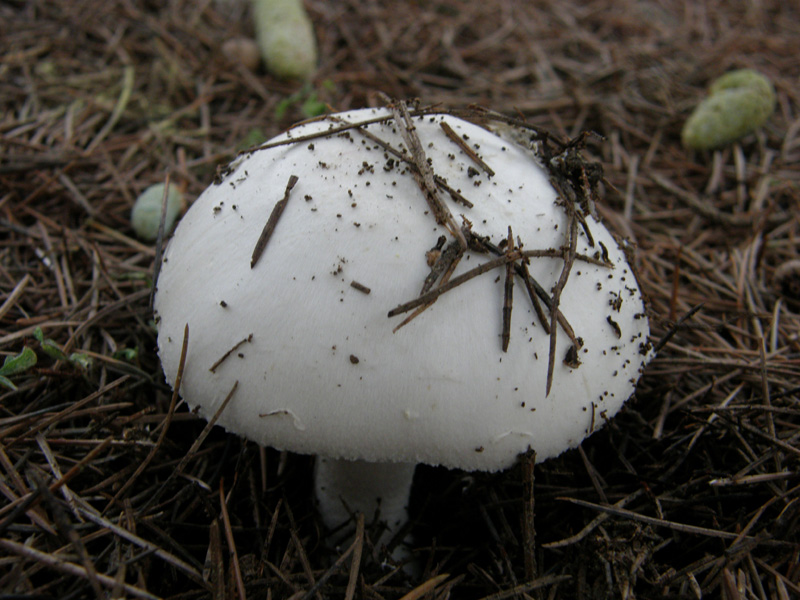 identificazione8