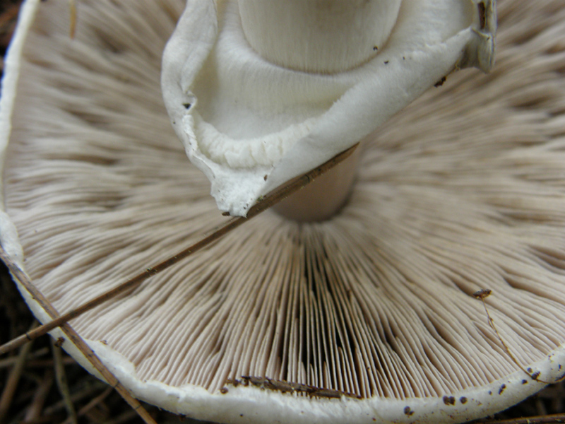 identificazione8