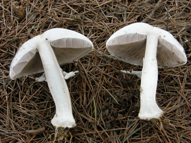 identificazione8