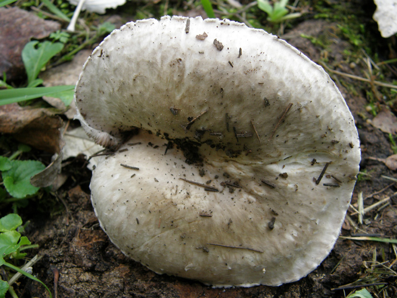 Agaricus bresadolanus