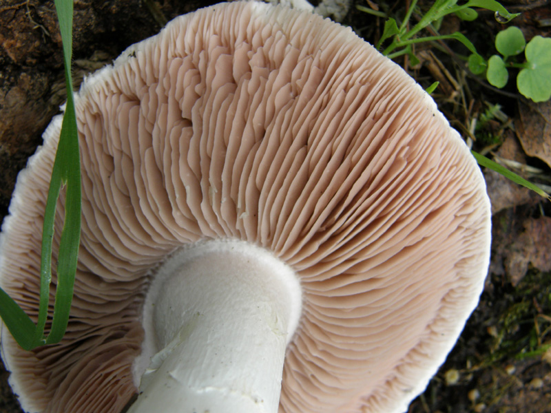 Agaricus bresadolanus