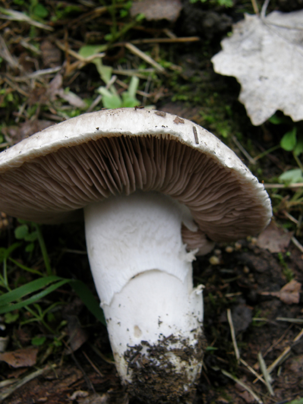 Agaricus bresadolanus