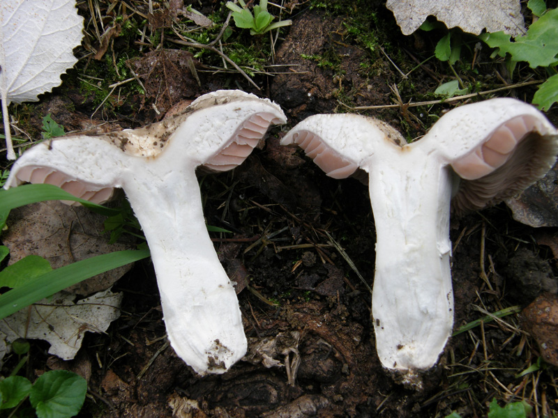 Agaricus bresadolanus