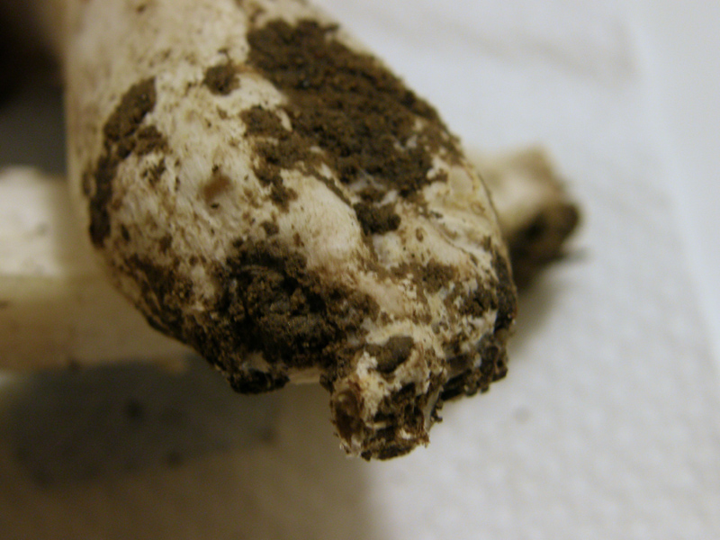 Agaricus bresadolanus