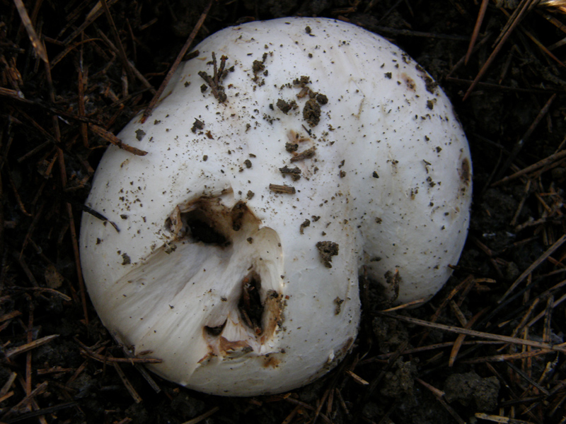 Agaricus bitorquis