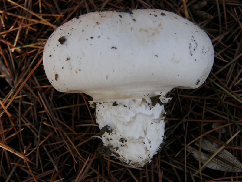 Agaricus bitorquis